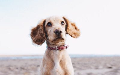 Hey humans: the Boarding House is pup-friendly!  Plan your next adventure with your four-legged best bud today. . We open on Lafayette Street this May. Call us ️ at 609-884-4884 to make your reservation! . . . . .