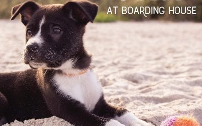 Bring your pup on your next Cape May vacation. The Boarding House is dog-friendly!  . We open on May 17! Call us  to inquire about our pup policies: 609-884-4884 . Click the link in our bio to visit our website and make your reservation today. . . . . .