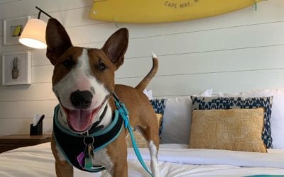 Meet our new four-legged friend, Dock!  . Dock joined us this afternoon for a photo shoot ? and he brought some of his friends from Cape May Brewing Co. (@capemaybrewco)! Stay tuned for more photos. ? . . . . . . .
