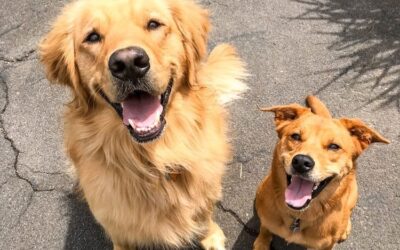 Say hello 🏼 to Leo & Izzy! These two smiley pups – and their awesome human, Lisa – are already excited for their summer vacay at the Boarding House!  . Lisa is a nurse, and she is one of the many brave heroes who are fighting on the frontlines for our health and safety. Please join us in sending Lisa an abundance of love and gratitude! We can’t wait to see you in Cape May this summer. ️ . 📸: @lishoma53 ️ . . . . . . . . . . .