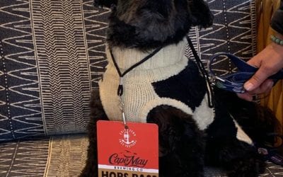 Throwing it back to another of the Good Dogs of the Boarding House – Louis!  . Louis visited us with his humans last fall for @exitzerojazzfest.  . Tag us @boardinghousecapemay in your pup photos so we can see what they’re up to during this extended staycation!  . . . . . . . . . . .