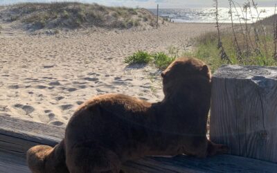 The continued adventures of Mork the Otter! 🦦 Mork took a little trip today to hang out by the beach and watch the wakeboarders in the distance. ️ . Mork the Otter is our Animal Ambassador from the Cape May County Zoo. He’ll live in the Boarding House lobby once we open for the season, where he will serve as a steward of all animals large and small and educate our guests about the @capemaycountyzoo’s awesome animal adoption program! By adopting Mork, we are contributing to the yearly care of the Zoo’s otters. . Follow @capemaycountyzoo to learn more about all of their wonderful programs! . . . . . . . . . . .