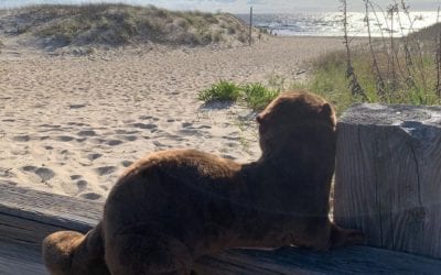 The continued adventures of Mork the Otter! ? Mork took a little trip today to hang out by the beach and watch the wakeboarders in the distance. ️ . Mork the Otter is our Animal Ambassador from the Cape May County Zoo. He’ll live in the Boarding House lobby once we open for the season, where he will serve as a steward of all animals large and small and educate our guests about the @capemaycountyzoo’s awesome animal adoption program! By adopting Mork, we are contributing to the yearly care of the Zoo’s otters. . Follow @capemaycountyzoo to learn more about all of their wonderful programs! . . . . . . . . . . .