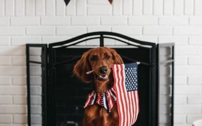 Calling all patriotic pups!  We are excited to partner with @capemaystrong as a sponsor for their Patriotic Pet Virtual Contest, in honor of the 4th of July!  . Enter to win fun prizes! Here’s how to participate: .  Dress up your pet for a patriotic picture. ? Take a picture or 15 second video.  Submit your photo or video by posting it on Facebook or Instagram and tagging it with #cmpatrioticpet, or submit via email to capemaycontest@gmail.com.  Entries must be posted or emailed by midnight on Saturday, July 4. . Follow @capemaystrong and visit their website to learn more about the events they have planned for their Olde Fashioned Fourth of July Celebration. . We wish everyone a happy and healthy holiday! . . . . . . . . . . .