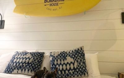 Sit, stay, and sleep in ? at the Boarding House! Surf-inspired accommodations and modern amenities, approved by humans and pups  alike. . We are open Thursday through Sunday until December 6, and we are offering a sweet special the first 3 weeks in November. Learn more & book on our website! .  Please call 609-884-4884 for dog-friendly reservations. . ?: @_banksy_the_frenchie ️ . . . . . . . . . . .