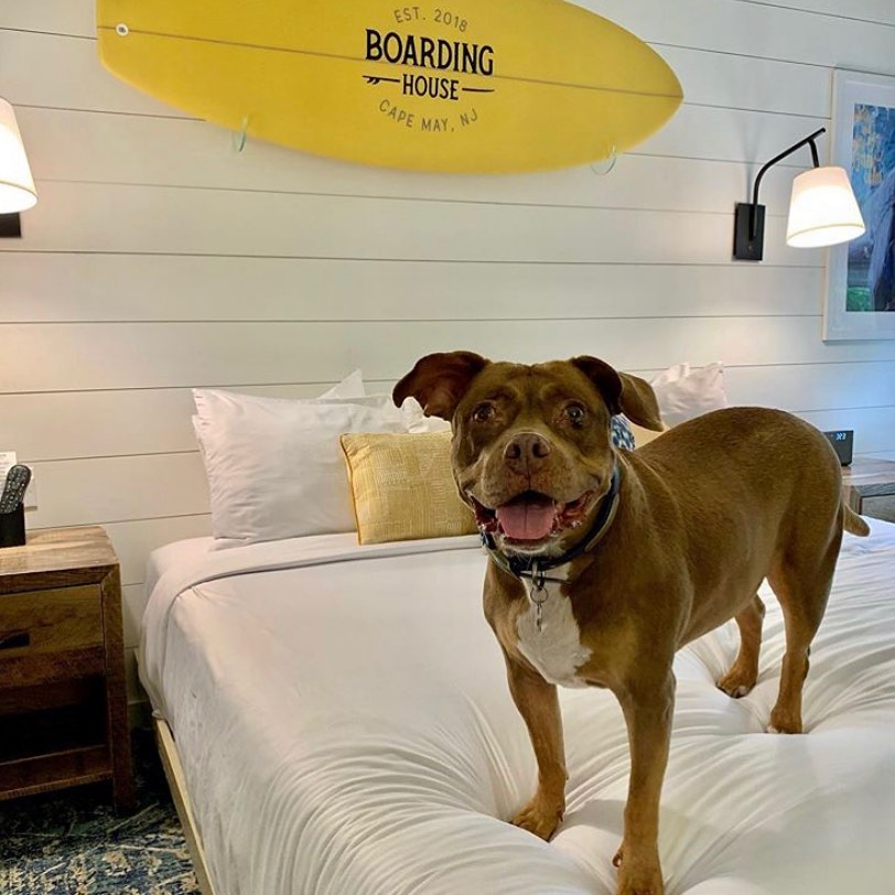 1236920111762104707138585917898745024216975n4 | Boarding House | Cape May NJ