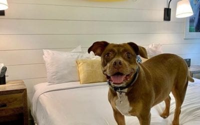 This smile says it all!  Sweet Kona chose the Boarding House for her weekend getaway with her humans, and she’s happy to report that everyone had a great time.  .  Fall is one of our favorite seasons in Cape May, and there’s still a chance to save on your 2020 stay with our November Weekend Special. Link in bio to book! .  For dog-friendly accommodations, please call 609-884-4884. . ?: @kaserosie . . . . . . . . . . .