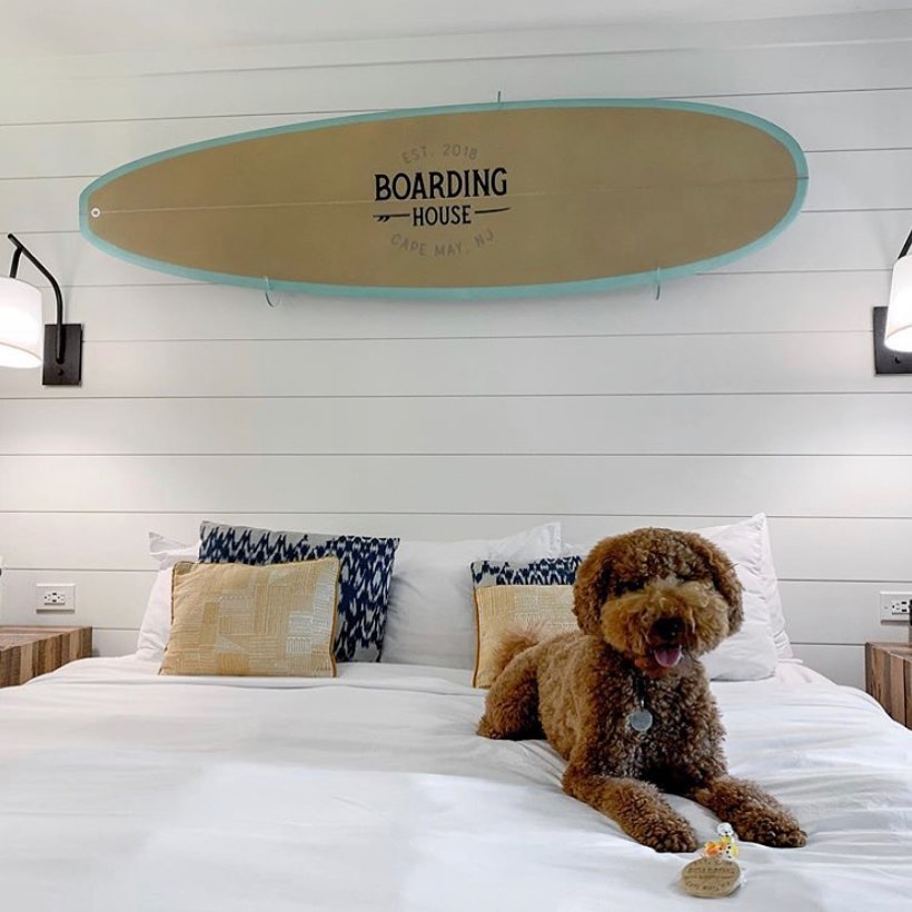 Good pups like sweet Bentlee  get the best spot on the bed!
.
Save on your November getaway to Cape May with our weekend special:
.
Book 2 nights and save 10% on your stay.
Book 3 nights and save 20% on your stay!
.
The Boarding House is open Thursday through Sunday until December 6, and this special is available the weekends of 11/12-11/15 and 11/19-11/22. Link in bio to book!
.
For dog-friendly accommodations, please call 609-884-4884.
.
📸: @its_bentlee
.
.
.
.
.
.
.
.
.
.