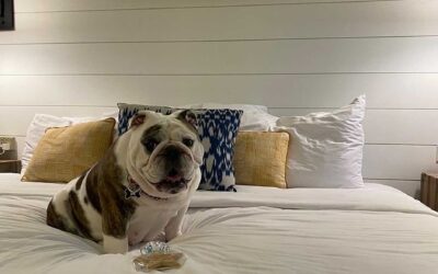 Darla wants to know if you booked your holiday season stay at the Boarding House yet!  She reports that the amenities are pawsitively wonderful.  . There’s only ONE WEEKEND LEFT in our 2020 season!  We have limited availability Thursday, December 3 through Sunday, December 6, and then we will close for our long winter’s nap. 😴 Book on our website today! . 🐕 Pup parents, please call 609-884-4884 to book. . . . . . . . . . . .