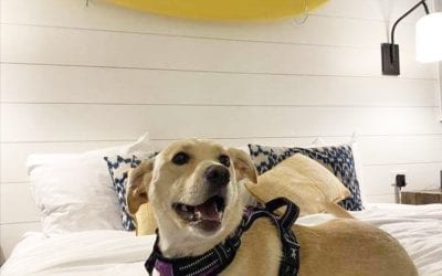 All smiles!  Who’s ready for a weekend getaway to Cape May? We have limited availability here at the Boarding House this weekend, which happens to be our FINAL WEEKEND OF THE SEASON! We are open today (Thursday) through Sunday, and then we will close until the spring. . Book on our website or give us a call at 609-884-4884! For dog-friendly rooms, please call. . ?: Caitlyn via @bringfido review  . . . . . . . . . . .