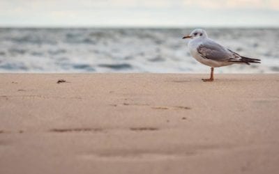 “It was morning, and the new sun sparkled gold across the ripples of a gentle sea.” ️ – from Jonathan Livingston Seagull by Richard Bach . . .
