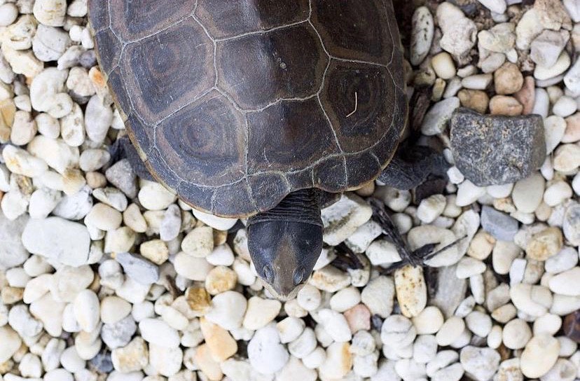 It’s turtle season!  Several species - including the Eastern box turtle, Eastern painted turtle, snapping turtle, and diamondback terrapin - call New Jersey home, and it is common to see them crossing the road in Cape May and surrounding areas. The diamondback terrapin, New Jersey’s only salt marsh turtle, is at particular risk. These turtles are searching for suitable locations to lay their eggs, and there are several steps we can take to help protect our reptilian friends.🚘 As always, exercise caution while driving and keep a safe distance between your vehicle and those ahead, keeping an eye out for turtles.
️ Use caution to avoid hitting a turtle in the road, but do NOT swerve suddenly, leave your lane, or stop abruptly.
If you see a turtle, signal properly to pull over and activate your hazard lights. Watch for oncoming traffic and keep your safety and the safety of others in mind!
If there is no oncoming traffic, allow the turtle to safely cross the road unaided.
If it is necessary to assist the turtle along, handle with care and avoid excess handling! Most turtles can be picked up by the side of their shells near the mid-point of their body. NEVER pick up a turtle by its tail.
🧼 Wear gloves when handling turtles or wash your hands afterwards.
️ Always move the turtle in the direction it is headed. It may seem helpful to move a turtle to a nearby waterbody, but if the turtle was not trying to get to the water, it will turn around.
️ Never attempt to lift a snapping turtle. The safest way to move one of these critters is to prod them along with a nearby branch.
If you see an injured turtle, the best thing to do is to contact a wildlife rehabilitator. If you have a box, you can gently place the turtle in the box to keep it safe while you connect with the rehabilitator. A list of rehabilitators can be found on the website for the NJ Division of Fish & Wildlife (follow the link in our bio for more info).(These tips are from the NJ Department of Environmental Protection.)
.
.
.