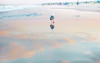 There’s nothing quite like a summer stroll along the shore.  . . .