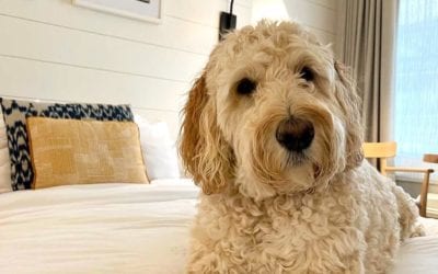 Sweet Bentley.   To book your dog-friendly room, please give us a call: 609-884-4884. ?: @taylormmantz  : @blacksheepdogtreats ? . . .