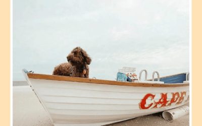Smooth seas ahead.  ?: @iamchilithedog  . . .