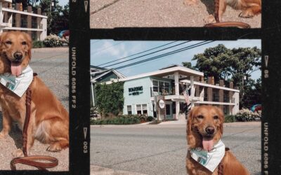 When your outfit matches the hotel.  To book a pup-friendly room, give us a call at 609-884-4884. 📸: @growingmarley  . . .