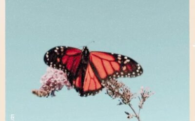 Fly baby fly 🦋 / / Did you know that Cape May is on the monarch butterfly migration path? Now is the perfect time to spot monarchs on their southward journey to Mexico. The Cape May Bird Observatory studies and tags these butterflies, and monarchs tagged in Cape May have been found in many locations farther south, including Mexico! Be on the lookout for these beauties over the next few weeks during your visits to Cape May. . . .