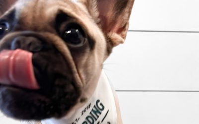 Meet Fred! He is looking extra handsome in our boarding house bandanas . .