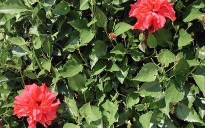 Just like these flowers, the beauty of Cape May is opening for the season. Take advantage of a last minute Thursday night getaway and experience Cape May in spring. We currently have availability 4/28, 5/5, and 5/12 including dog friendly rooms. Book online or by calling 609.884.4884. • • • •