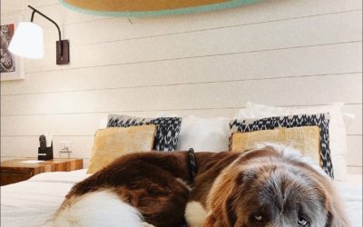 Amenity Post with Oliver the Newfoundland: One popular Boarding House amenity that gets two thumbs (or four paws) up constantly are the mattresses in our guest rooms. Super comfy, like sleeping on a cloud, the guests and their pups can’t seem to get enough, isn’t that right, Oliver . Comfort and relaxation are very important to us and if you would like to bring the Boarding House home …just ask for the Serta iComfort Blue Max 1000 Plush Mattress! • • •