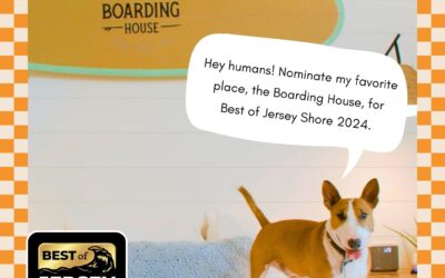 Hey human friends, Dock here! If you don’t mind taking a minute out of your day to nominate my favorite place to stay in Cape May, the Boarding House, for Best of Jersey Shore 2024 that would be awesome. https://bestofjerseyshore.com