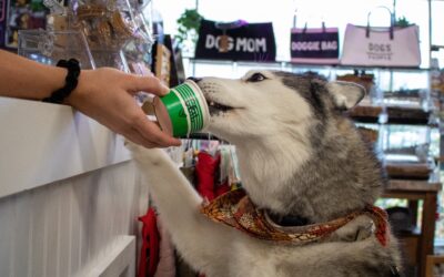 Everyone deserves a sweet treat while taking a stroll in Cape May, even the pups.