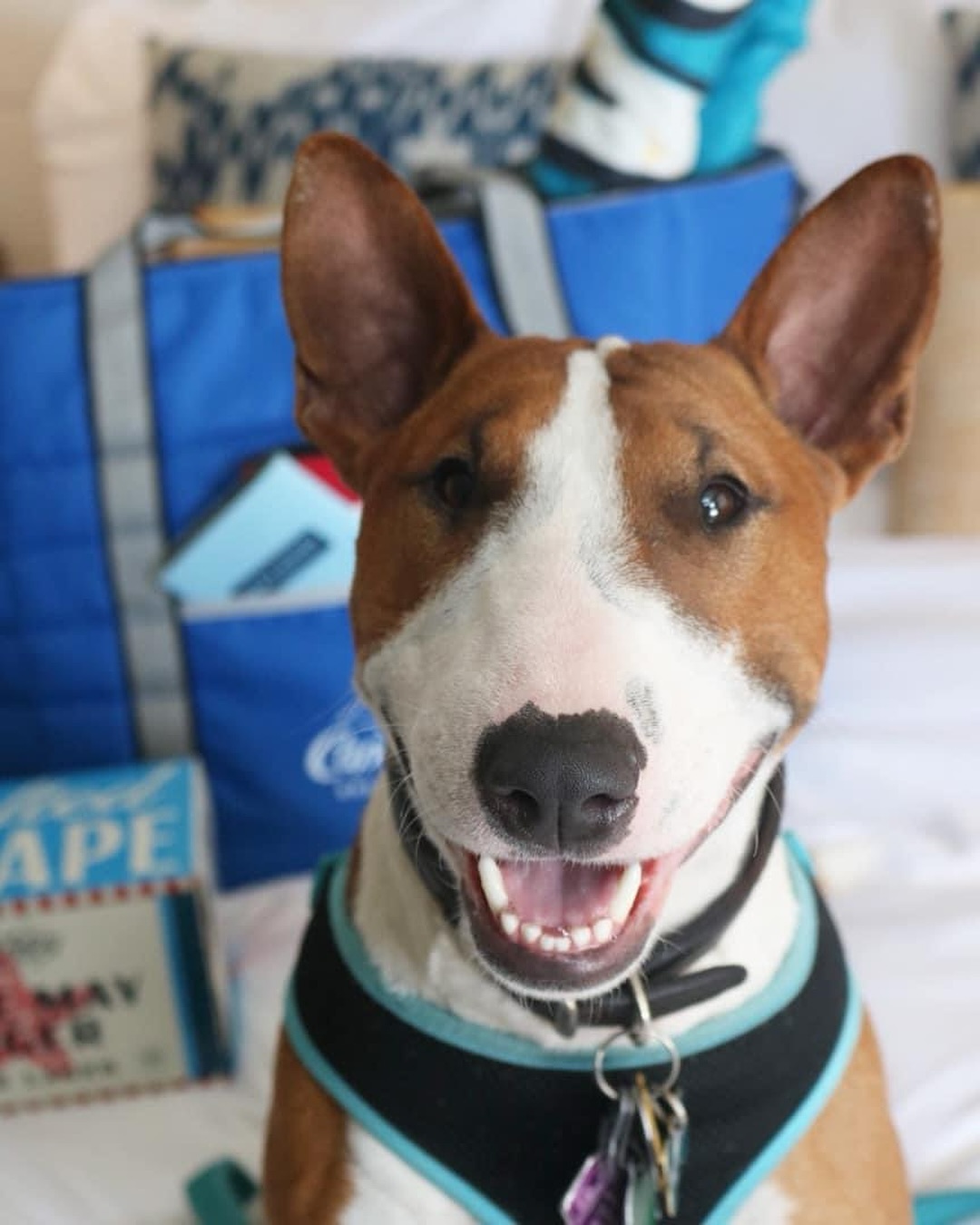 Did someone say dog friendly Head on over to boardinghousecapemaycom via the link in our bio and click on the about section for more information on our pet policies and to book your stay today